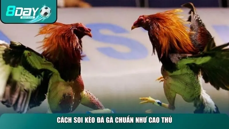 Việc soi kèo đá gà chuẩn đòi hỏi kỹ năng quan sát và phân tích thông tin